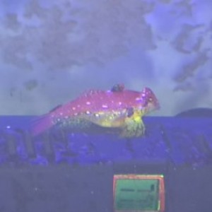 dragonet