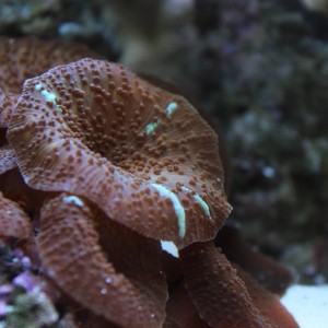 Biocube 29