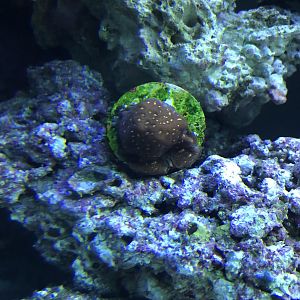 Frag